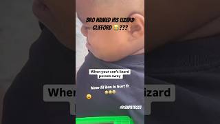 When Your Lizard Passes Away 😔 rip shortsfeed lizard shortsviral shortsfunny funnyshorts [upl. by Nanyk913]