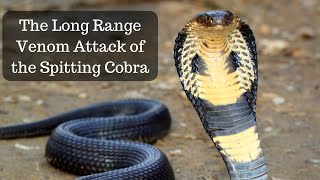 The Long Range Venom Attack of the Spitting Cobra [upl. by Eyssej]