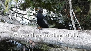 Philosophical Anhinga Ponders Life’s Deepest Questions [upl. by Ty]