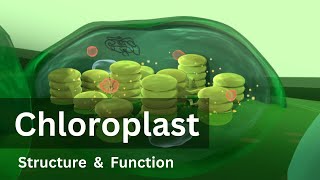 Chloroplast Structure and Function Biology Cell biology [upl. by Renrew]