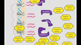 Feedback Inhibition in Prokaryotes [upl. by Aceissej]