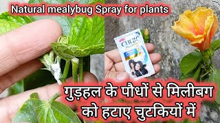 Mealybug Treatment at home  मिलीबग से छुटकारा पाने का घरेलू उपाय mealybugs plantsfragrance viral [upl. by Gerdy]