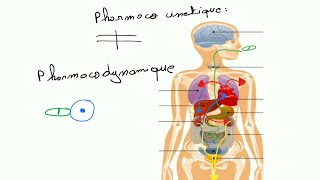 Pharmacologie  Pharmacocinetique et Pharmacodynamique [upl. by Ahsitul]