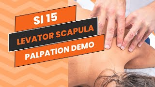 SI 15  Palpation Demo Levator Scapula [upl. by Lehcnom630]