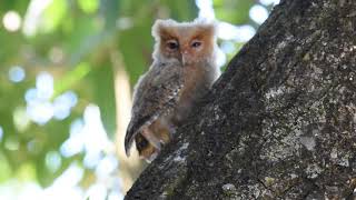 Philippine scops owl [upl. by Sisi]