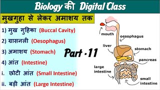 11Digestion System IntestineStomachBuccal CAvity Biology by Nitin Sir Study 91 [upl. by Emmett]