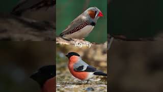 Zebra finch vs bullfinch [upl. by Burrton]