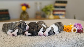 Mary and Denver’s whippet puppies first week [upl. by Magan285]