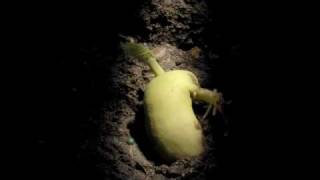 Timelapse Phaseolus Runner Bean Hypogeal germination [upl. by Clements]