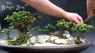 My Last Day of Show Prep The Bonsai Zone Oct 2023 [upl. by Oznol]