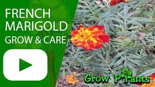 French marigold  grow and care [upl. by Lander]