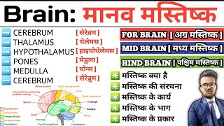 Brain  मानव मस्तिष्क  Structure of Brain  Function of Brain  Cerebrum  Thalamus  Hypothalamus [upl. by Combes]