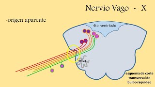 nervios craneales  nervio vago [upl. by Iralam]