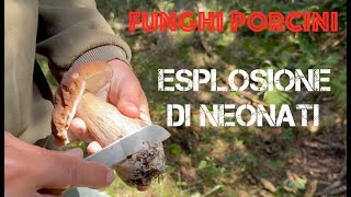 Funghi Porcini  Esplosione di Neonati [upl. by Ardnoet]