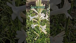 Rajanigandha Flower Plants  Top scented flower plant  blooming variety [upl. by Brit677]