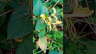 Lonicera Japonica  Family Caparifoliaceae [upl. by Deyas61]