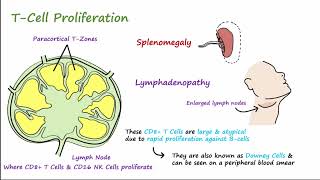 Mono  Pathophysiology Symptoms Diagnosis amp Treatment [upl. by Dalt]