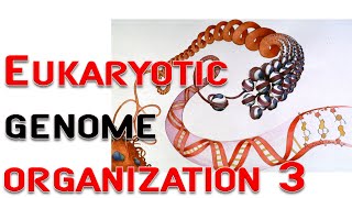 Eukaryotic genome organization 3  chromosome nucleosome [upl. by Allen173]