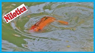 Big Nilotica Fish Catching in Family Fish Pond Live Catching Fish  Fish Corn [upl. by Marven]