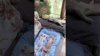 幸せ子猫兄妹暮らしHappy kitten brother and sister familyかわいい子猫 癒しこねこたち暮らし動画Healing kittens life video [upl. by Vasili]