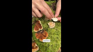 Identifying Turkey Tail Part 2 [upl. by O'Dell366]