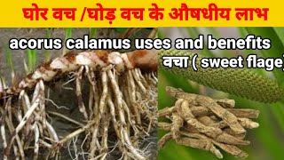 वच औषधि क्या है वच का सेवन कैसे करें  benefits of vacha sweet Flagacoruscalamus [upl. by Vaughan]