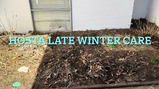 How to care for Hostas for Spring Flower Care springtime [upl. by Annekahs]