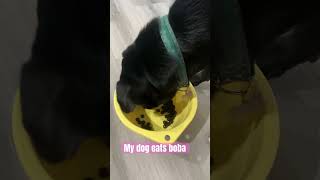 My dog eats boba labrador dogeats dogeatboba bobalover labradorretriever [upl. by Elletsirhc19]