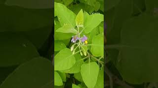 Solanum pubescens Family Solanaceae [upl. by Atinra949]