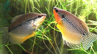 The Complete Guide To Keeping And Breeding The Pearl Gourami Trichopodus leerii [upl. by Tyrus]