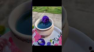 Butterfly Pea Tea Butterflypea bluetea ytshortshankupushpamshankupuvvuhealthyhealthylifestyle [upl. by Bor600]