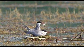 PăsăriMigratoare Cuibărit Chirighița FaunaRomaniei ObservațiePăsări WildlifePhotography [upl. by Krell371]