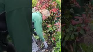 Big shrub transplant  Photinia  Red Robin garden digging hardwork landscaping [upl. by Jobina]