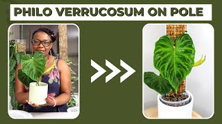 How To Put a Philodendron Verrucosum On a Moss Pole [upl. by Elwood]