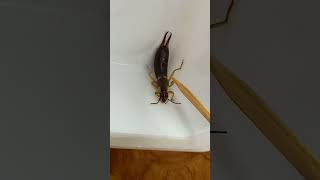 ЩИПАВКА АБО УХОВЕРТКА НІКОГО НЕ КУСАЄ Forficula auricularia Earwig Dermaptera ентомологія [upl. by Nylirak]