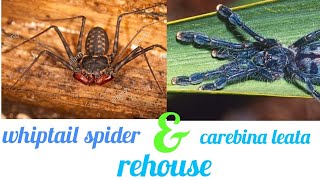 Whiptail spider and caribena leata rehouse [upl. by Ybsorc]