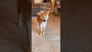 Byakko the Shiba Inu Playing  Tobitatsu Shiba Inu [upl. by Anide]