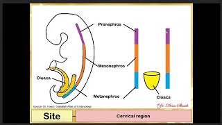 Embryology of Urogenital system Dr Doaa Shuaib [upl. by Hayne745]