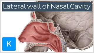 Lateral wall of nasal cavity bones cartilages and mucosa preview  Anatomy  Kenhub [upl. by Blayne428]