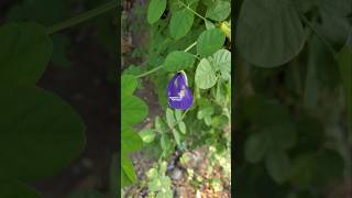 Clitoria ternatea atau bunga telang ternate ‼ butterfly pea flowers bungatelang clitoriaternatea [upl. by Petrick192]