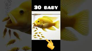 Mother yellow cichlid fish gives birth to 30 babies fish 🥰🐳 물고기 fishing fish [upl. by Evanne]