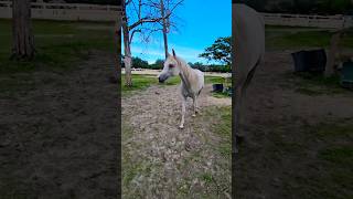 Watch the horses gait carefully 😂😂😍 horse horses horselover [upl. by Anurb537]