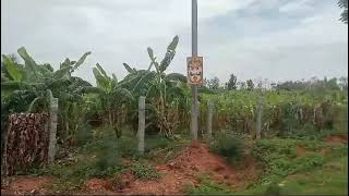 4 acre 29 gunte farm land for sale near malavalli 9611154959 [upl. by Analeh]