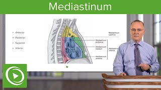 Mediastinum Lungs mediastinum and cardiac valves – Anatomy  Lecturio [upl. by Esydnac]