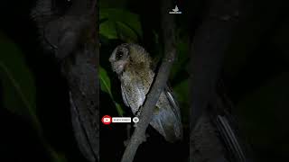 Uncover the Mysterious Collared Scops Owl Call owl birdscall wildlife bongwildexplorer nature [upl. by Ardnat]