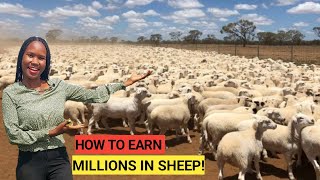 Is SHEEP FarmingProfitable Beginners GUIDE 2023 [upl. by Orban]