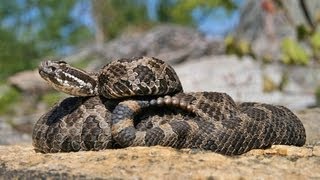 The Massasauga Rattlesnake Ontario Wildlife Video Series [upl. by Suu785]