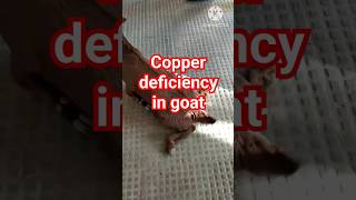 Copper Deficiency in Goat  Swayback  Enzootic Ataxia  Posterior paralysis [upl. by Chevalier]