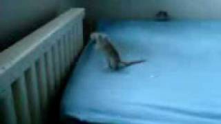 Stupid Gerbil RIPfunny [upl. by Dre]