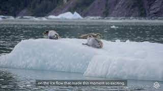 Silverseas Behind the Lens To See Lots of Seals Go with the Floes of Alaska’s LeConte Glacier [upl. by Babita940]